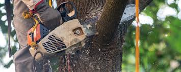 How Our Tree Care Process Works  in  Knob Noster, MO