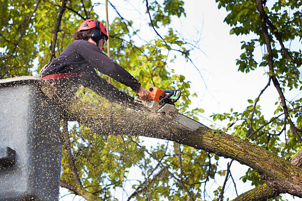 Reliable Knob Noster, MO Tree Care Services Solutions